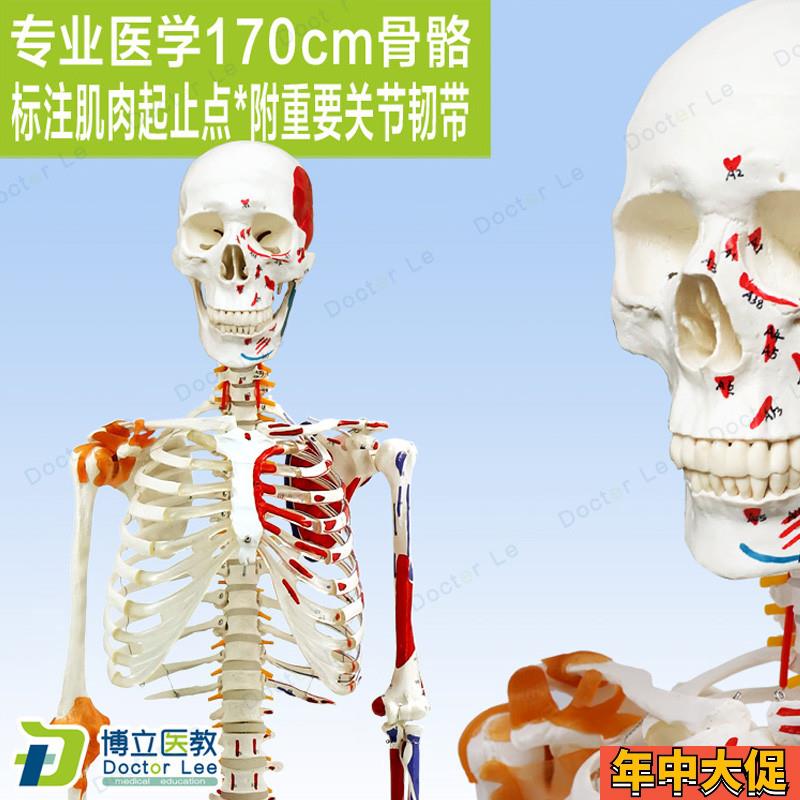 高端医用170CM骨架附肌肉标识韧带脊柱解剖人体骨骼模型