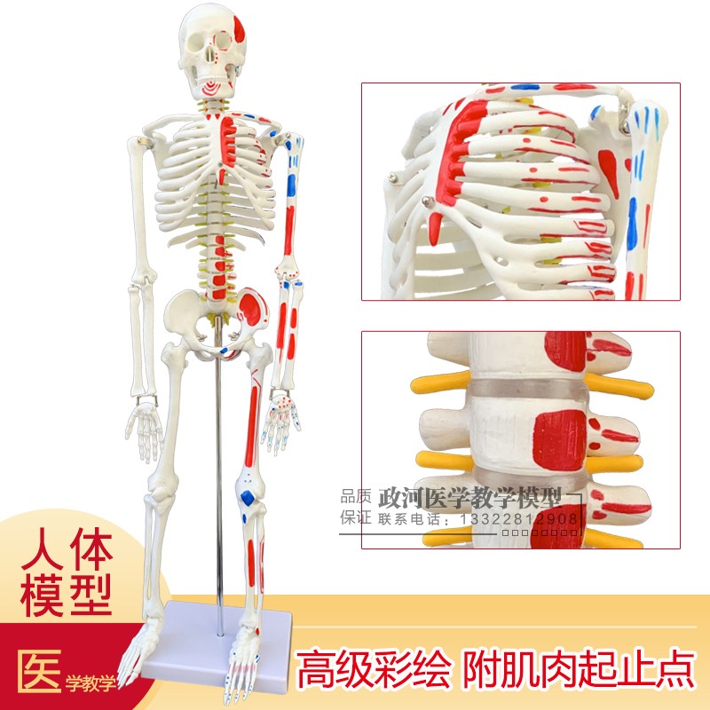 厂家直销85cm人体骨骼模型彩色骷髅模型骨N架教具促销 新款包邮