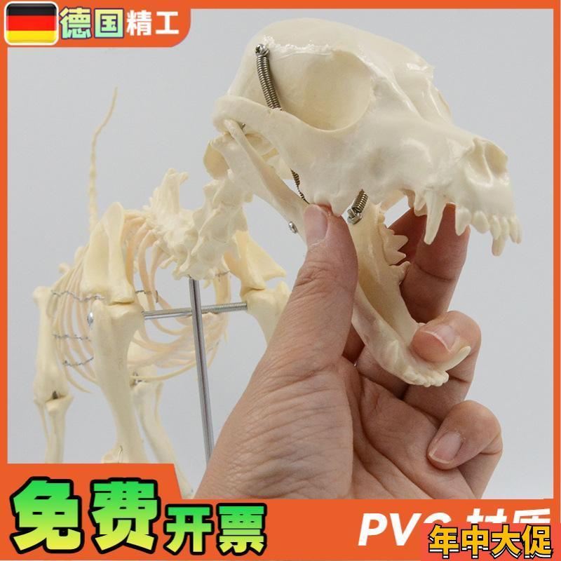德国】狗骨骼模型 犬骨架解剖教具仿真小狗头骨脊柱关节可拆卸 宠