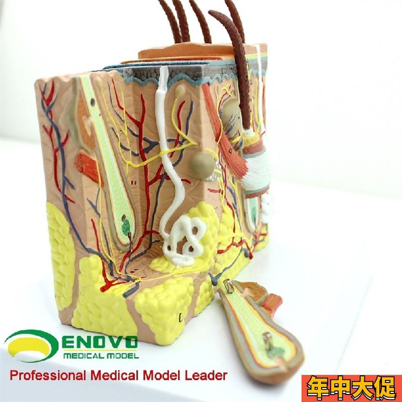 ENOVO颐诺人体皮肤组织解剖放大模型微创皮肤 美容美妆整形脸面部