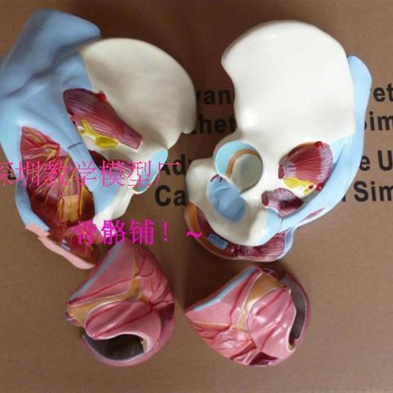 女性骨盆附盆底肌和神经模型 女性骨盆模型 韧带神经肌肉盆骨模型