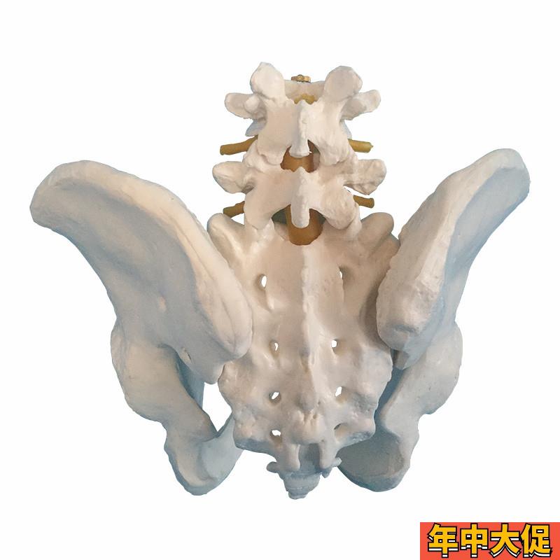 成人男性女性盆骨骨盆助产示教分娩演示模型盆底肌肉人体骨骼新品