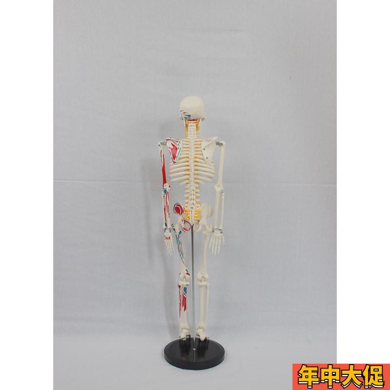 85CM附半边肌肉起止带椎间盘神经骨骼(数字标示)医药教学器材