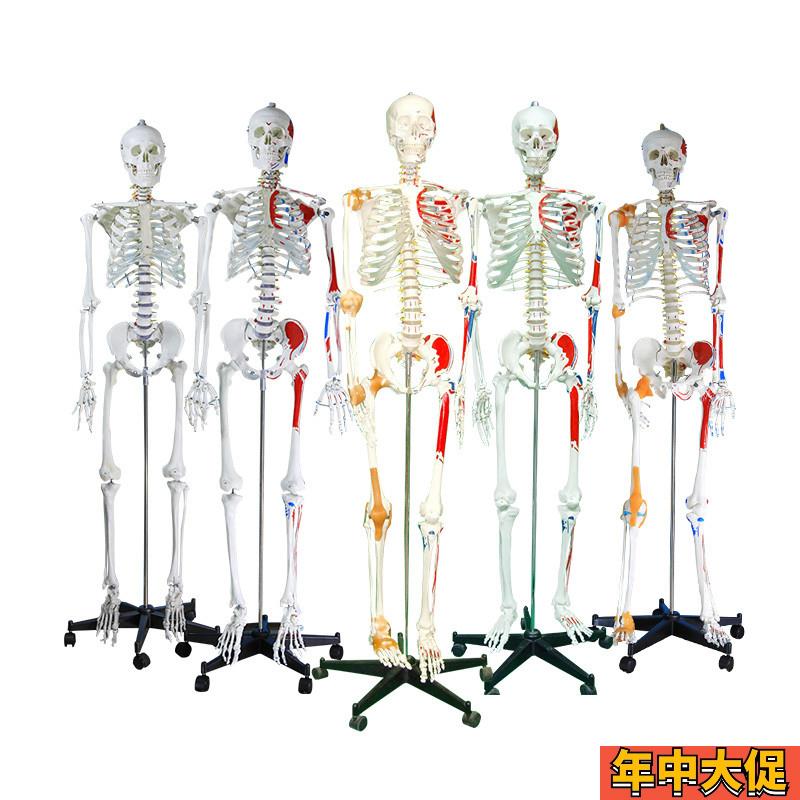170CM人体骨骼带神经带椎间盘模型骨架附肌肉起止点着色 韧带模型