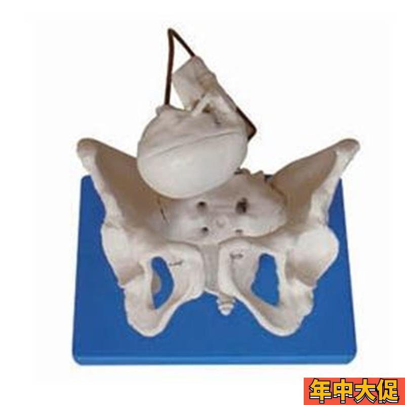 助产示教假骨盆模型带有盆骨带胎儿头新生儿分娩演示教学骨骼标本