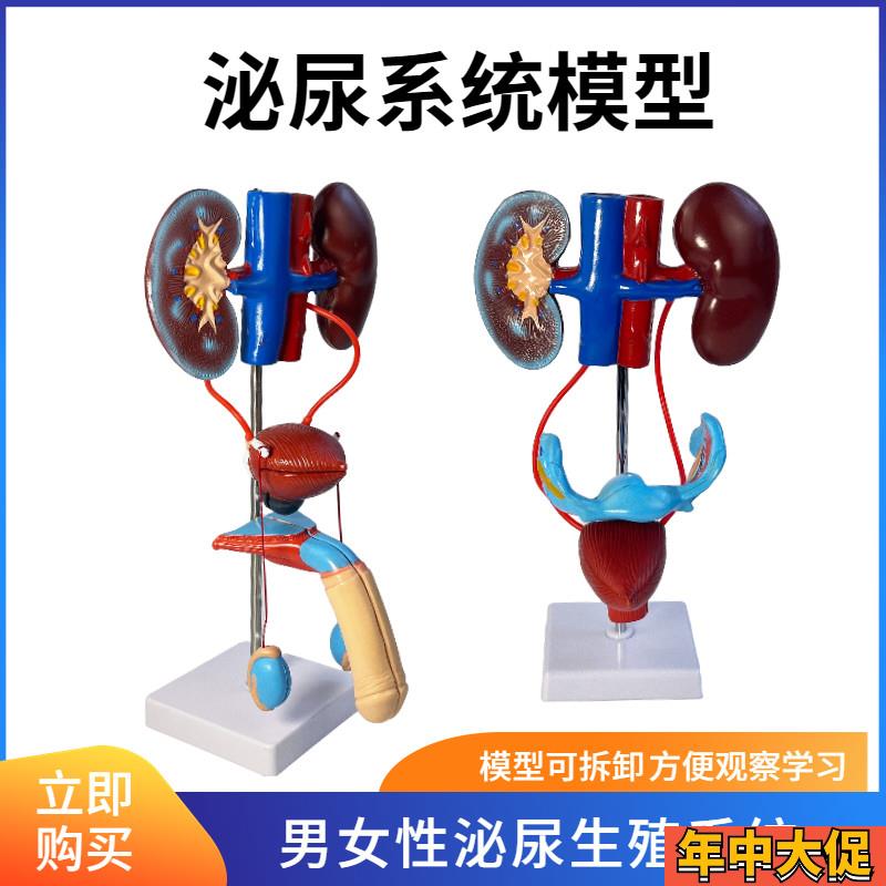 男性女性泌尿生殖系统模型肾脏解剖模具膀胱输尿管结构造立体教学
