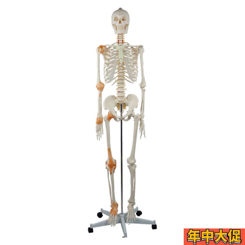 德国精工】成人骨骼附关节韧带模型医学教学器材实验演示模型