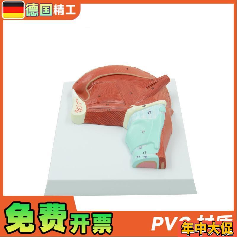 德国】PNT-0336  口腔肌肉舌肌解剖模型  医学教学 口腔教学模型