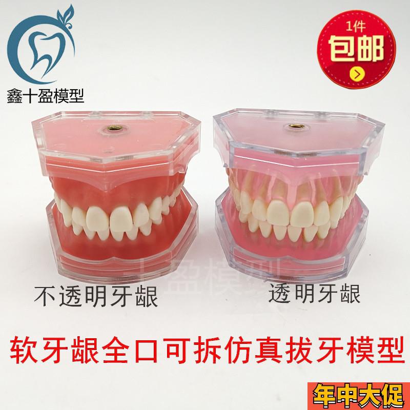 牙科模型口腔科教学模型 练习拔牙模型拆卸牙齿 软牙龈 全口可拔