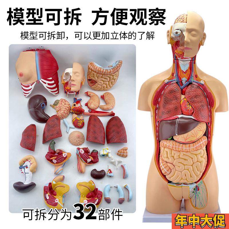 85cm28cm人体躯干解剖模型器官可拆卸医学教学心脏内脏模型玩具