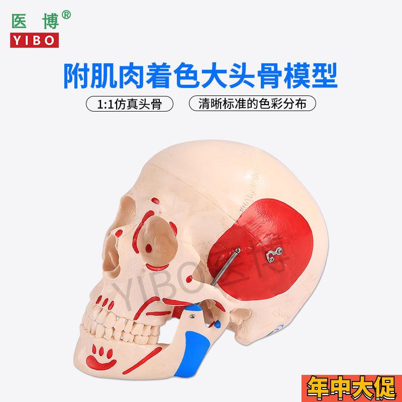 医博 仿真人头骨模型自然大1:1头骨颅骨模型 医学人头骨可拆卸 骷