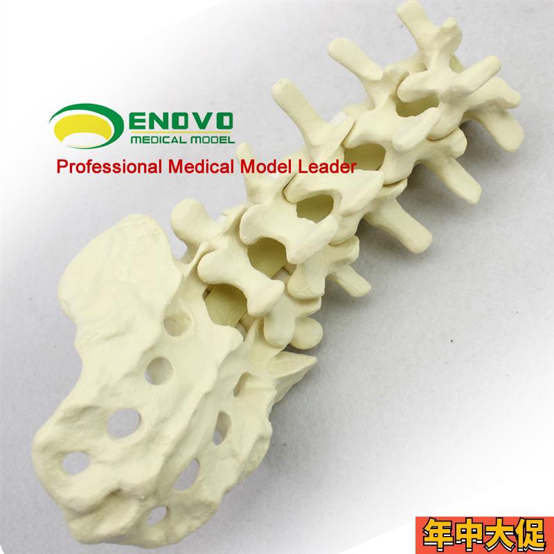 ENOVO颐诺人体 仿真腰椎尾骨模型 骨科手术前Sawbone人体腰椎钉棒
