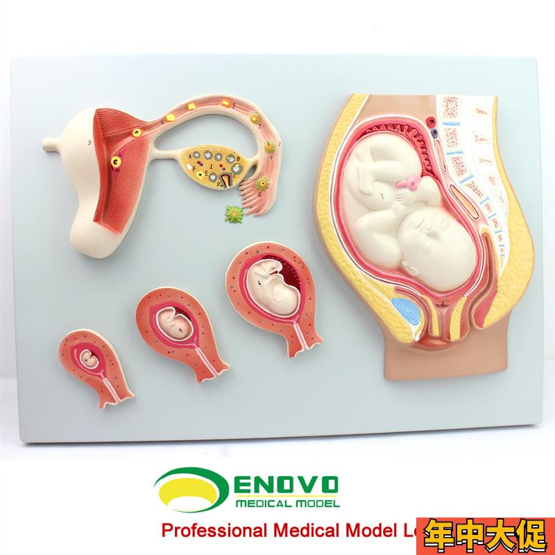 颐诺正品人体妊娠胚胎儿发育过程模型受精卵子宫组织胚胎模型