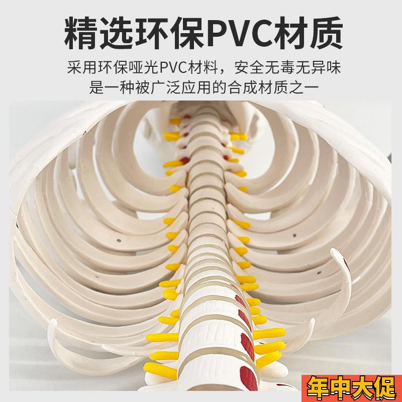 人体骷髅骨架可拆卸医学迷你小型全身骨骼带肌肉解剖模型玩具摆件
