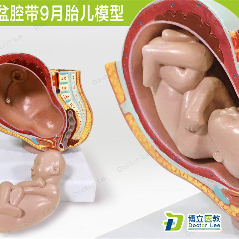 医教小型女性盆腔带m9月胎儿解剖模型胚胎发育妊娠盆腔计生妇科