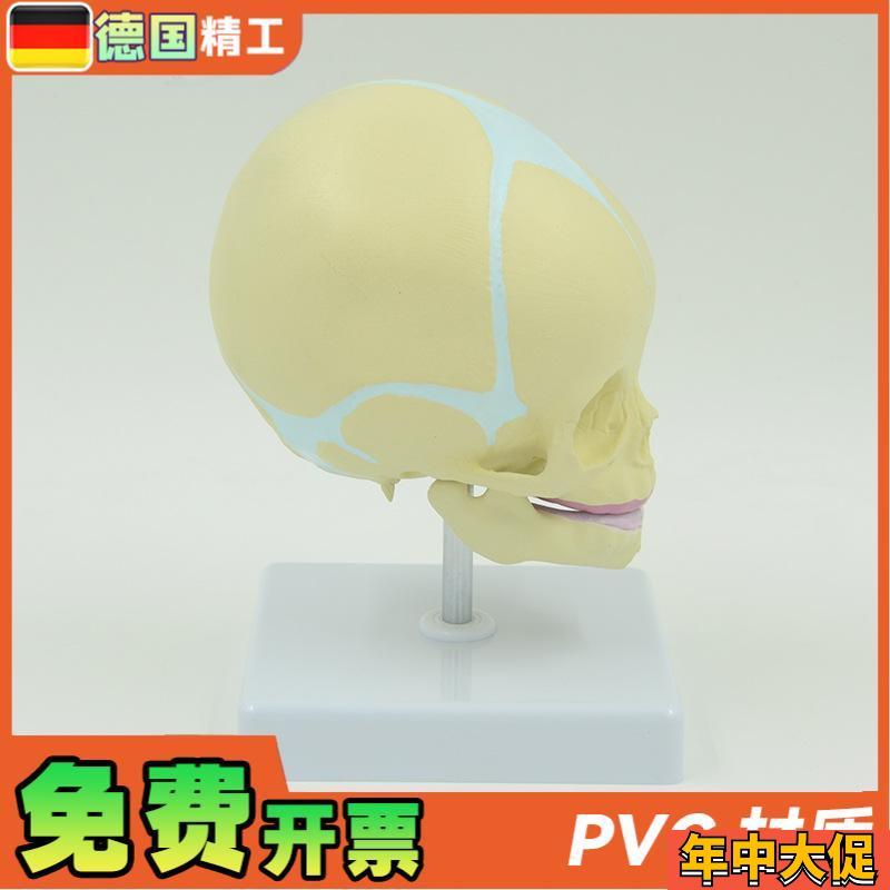 德国】婴儿头颅模型幼儿头骨模型儿科小型头颅骨带底座可旋转骨骼