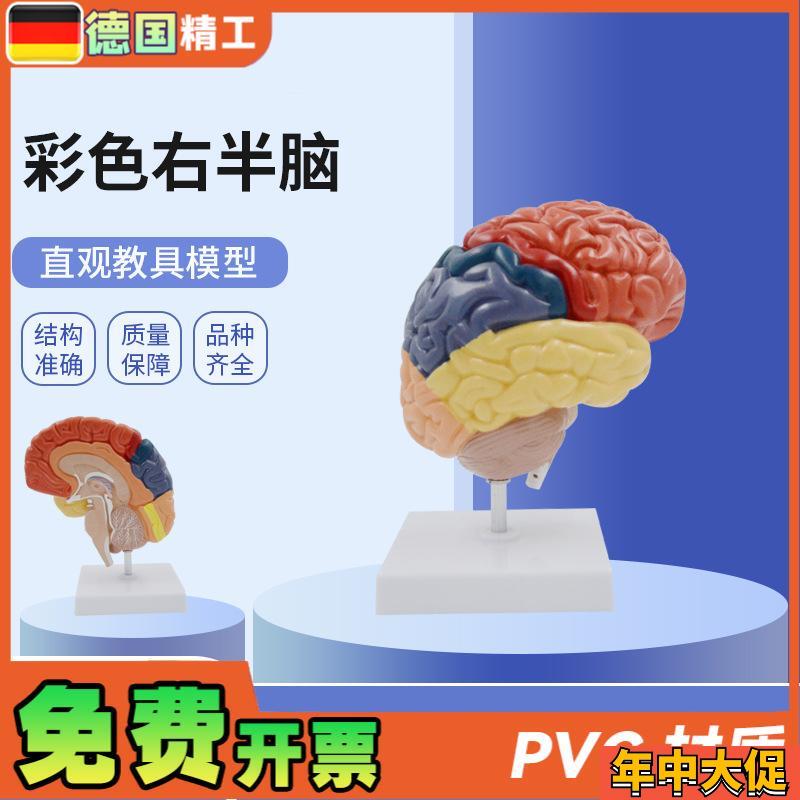 德国】PNT-0612H人体右半脑功能区模型脑解剖医用教学大脑模型彩