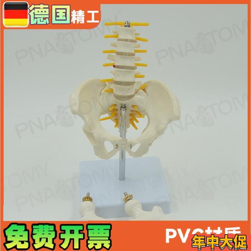 小型5节腰椎带骨盆股骨脊神经骨骼模型 妇产科骨科疼痛科标本