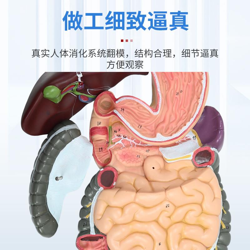 人体消化系统模型 消化道胃剖面 鼻咽喉 胃解剖模型肛肠科大小肠