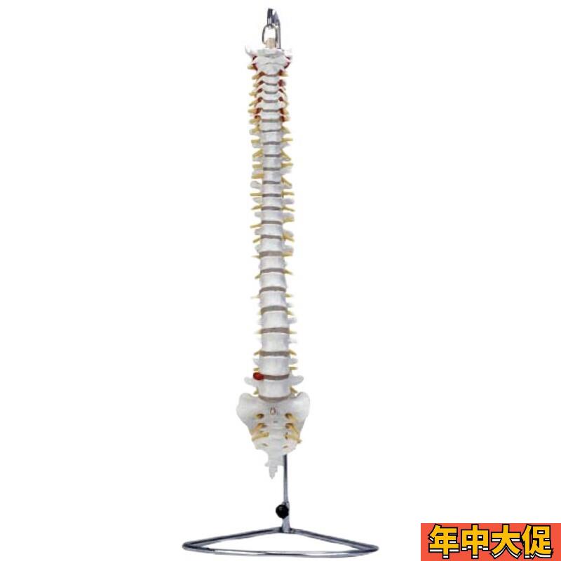 人体脊柱椎骨模型XC105