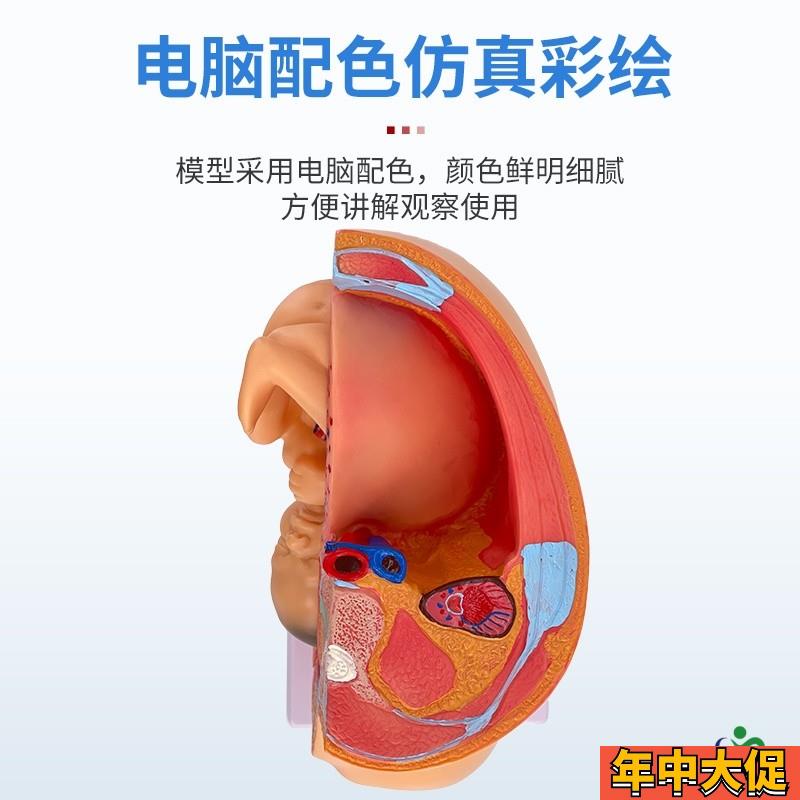 妇产科 女性盆腔附足月胎儿模型 妊娠发育九个月胎儿子宫生殖模型