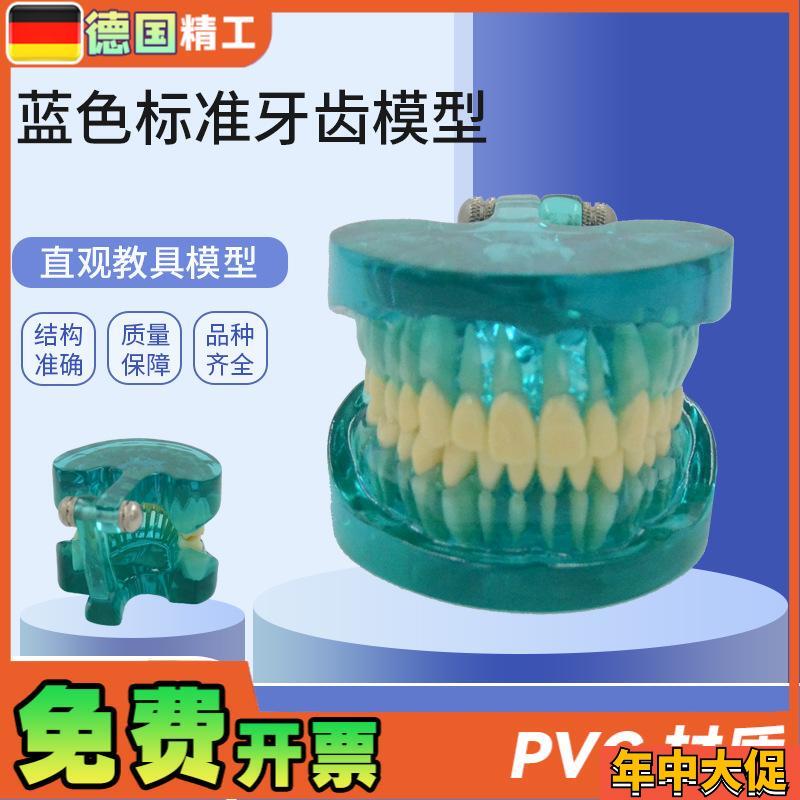 德国】PNT-OR15 蓝色透明标准牙齿模型 口腔保健护理牙齿教学模型