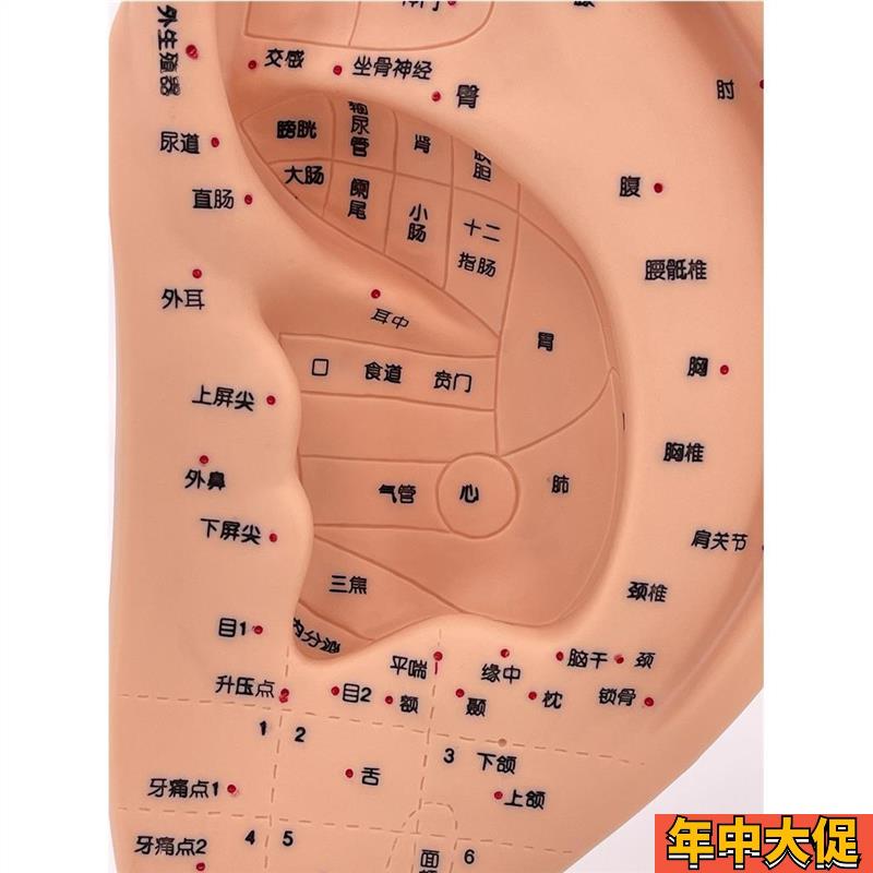 22CM标准耳朵针灸模型 耳部穴位模型 耳模型 耳穴模型 带底座