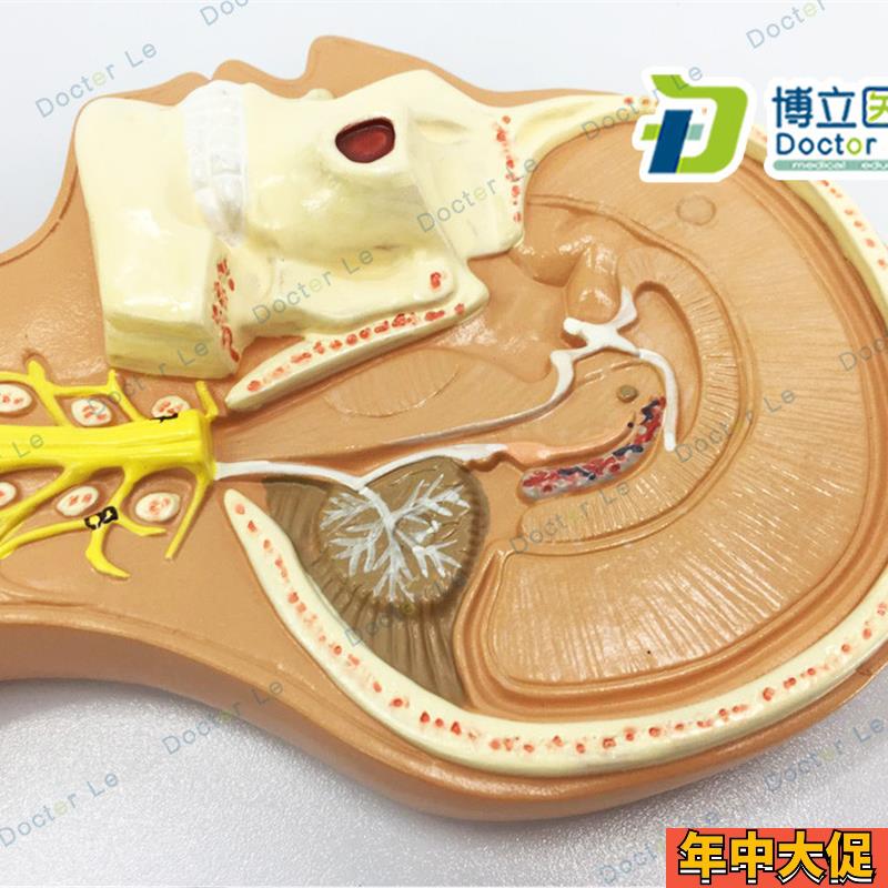人体神经系统解剖模型 中枢神经脑脊髓 系统解剖中枢神经脑和脊髓