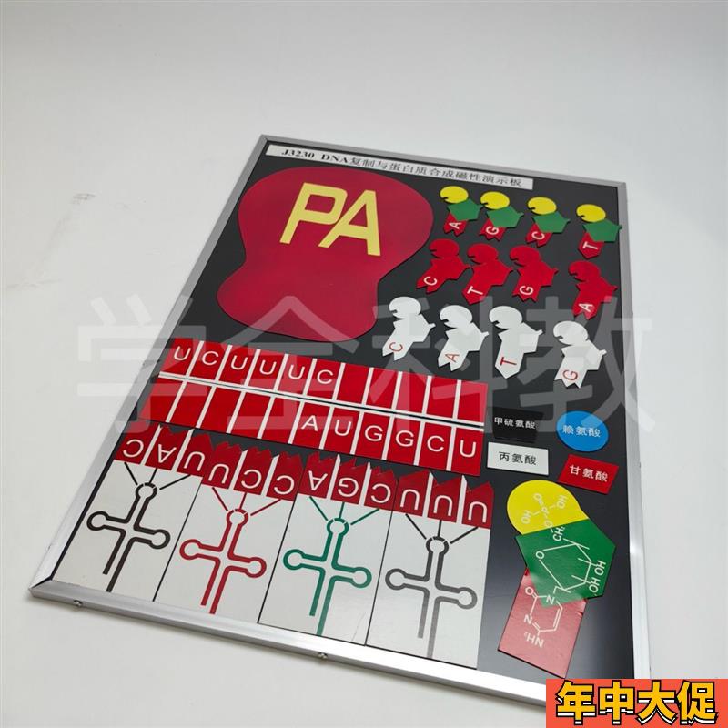 DNA复制与蛋白质合成磁性演示块 J3230磁板生物实验器材教学仪器