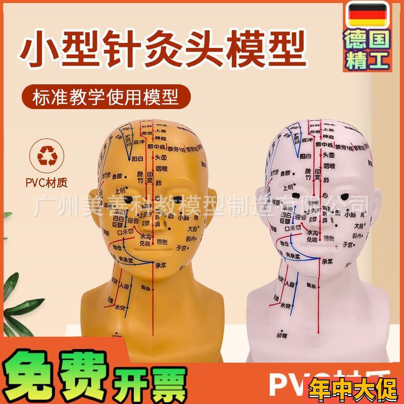 头部针灸穴位模型 人体头部针灸模型 20CM小型头部四功能针灸模型
