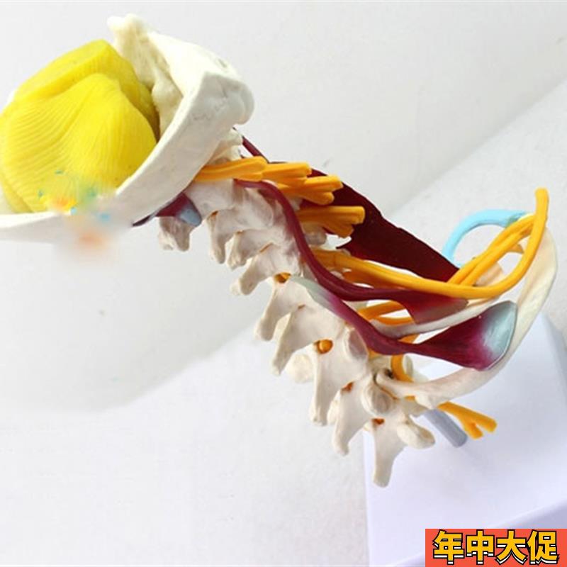 颈椎附肌肉骨骼人体模型脑干枕骨寰椎七节颈椎两节胸椎软骨模具