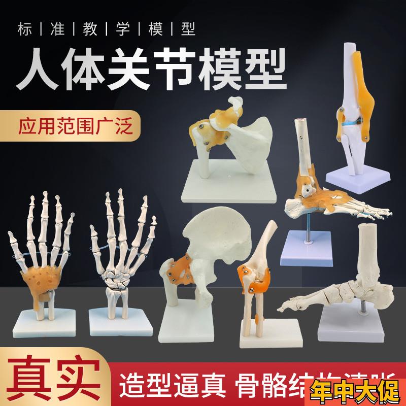 人体膝关节功能模型肩关节肘关节手关节脚关节髋关节可动骨骼模型