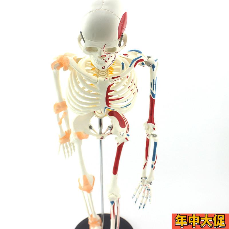 ENOVO颐诺85CM 可弯曲人体骨骼肌肉起止点韧带模型成人骨骼骨架人