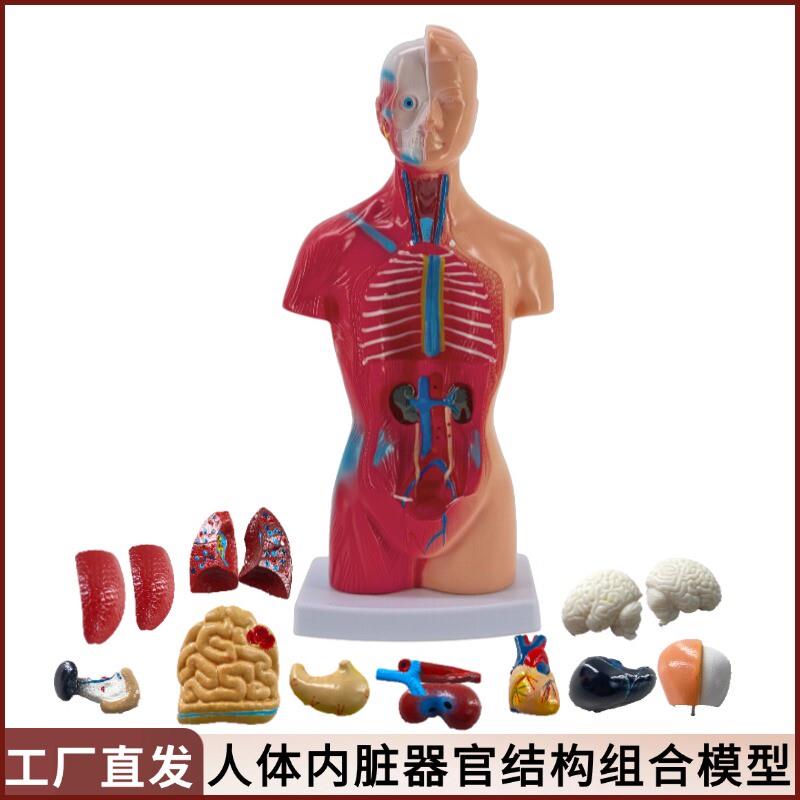 28CM医学内脏人体器官结构躯干解剖模型心脏构造儿童可拆装教学