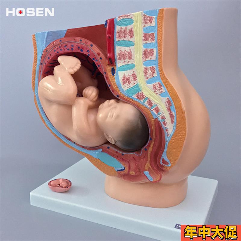 女性生殖系统模型人体矢状解剖盆腔腹部结构怀孕妇产科示教学胎儿