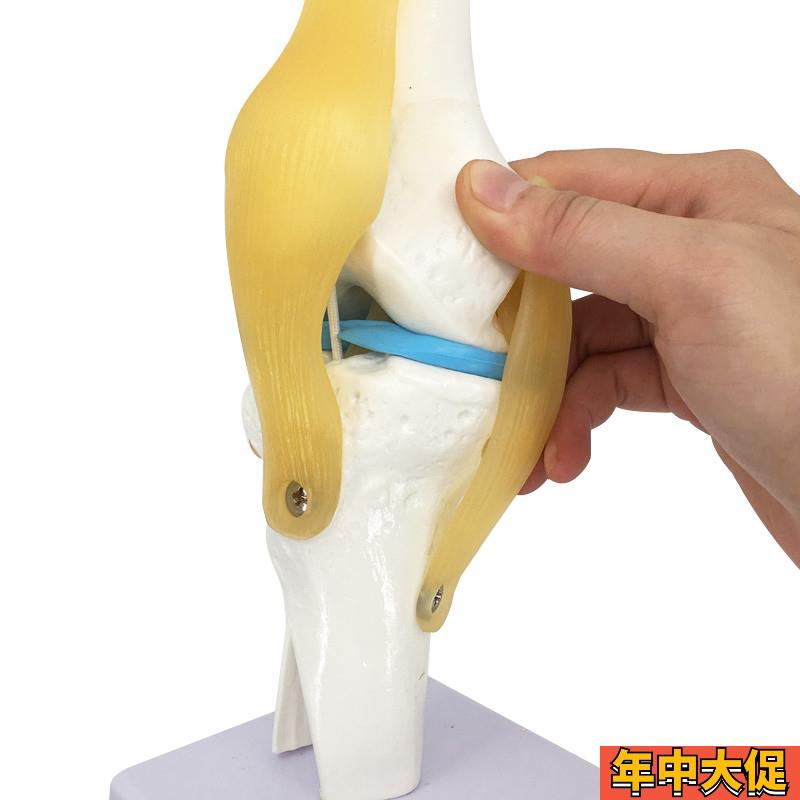 教学仿真人体膝关节模型附韧带骨骼医学功能展示肩颈脊椎骨架骨科