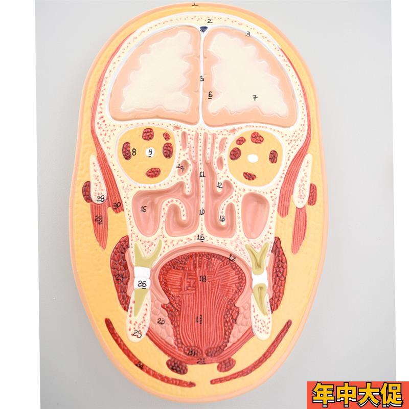ENOVO颐诺医学头部正中切面额切面模型 正中矢状位断层标本人体断