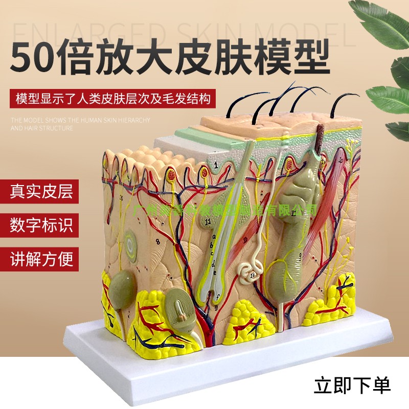 皮肤模型 人体皮肤结构模型 皮肤层次构造 皮肤放大X解剖模型美容