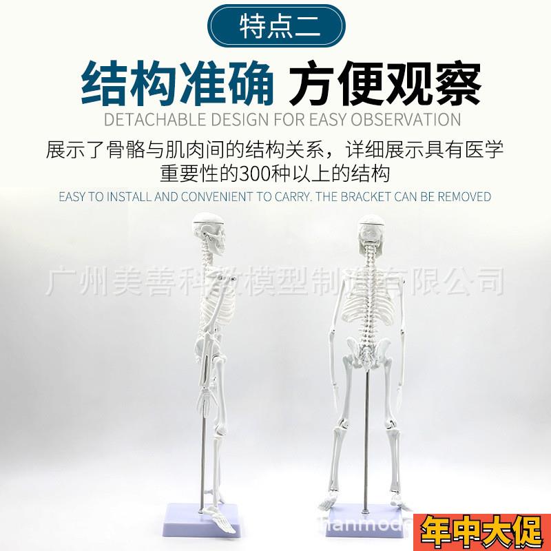 人骨架标本模型人体骨骼模型45CM 关节可活动教学有支架骷髅骨架