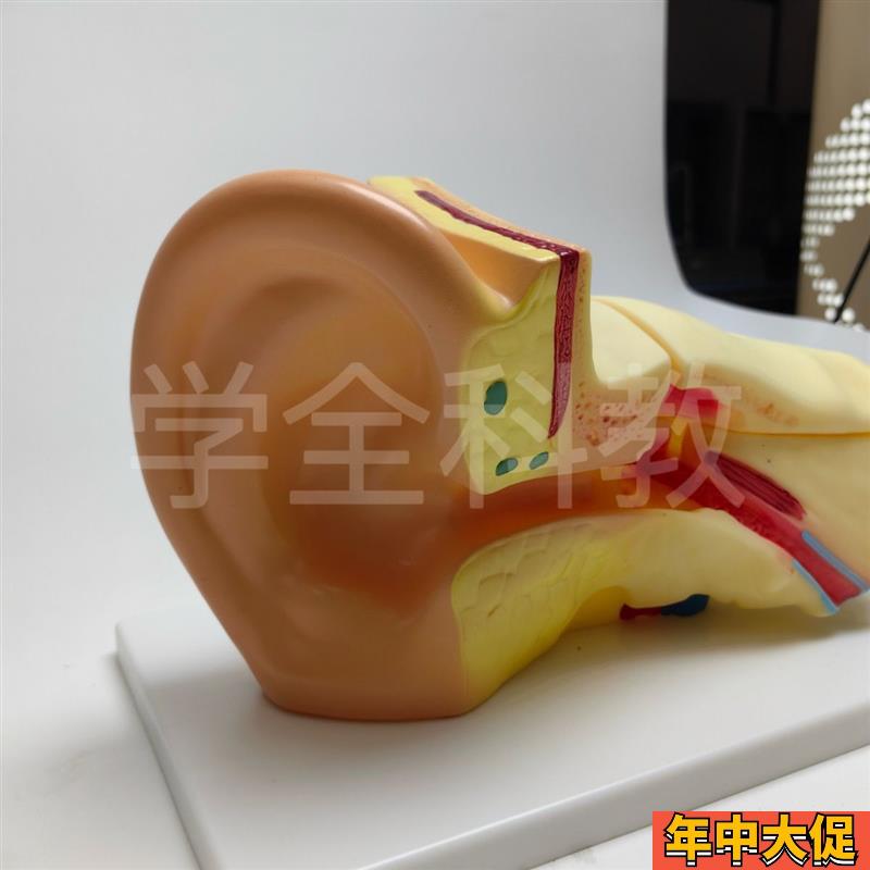 3倍耳放大模型人解剖耳鼻喉科听觉系统展示耳朵内耳教学结构医学