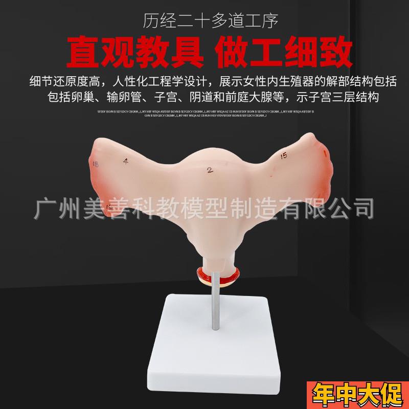 双侧卵巢子宫模型人体女性生殖子宫解剖 阴道卵巢教学 妇科生殖科