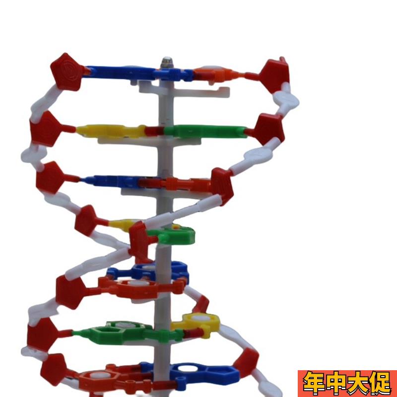 DNA教学结构模型 双螺旋高中碱基对遗传基因生物教学仪器模型
