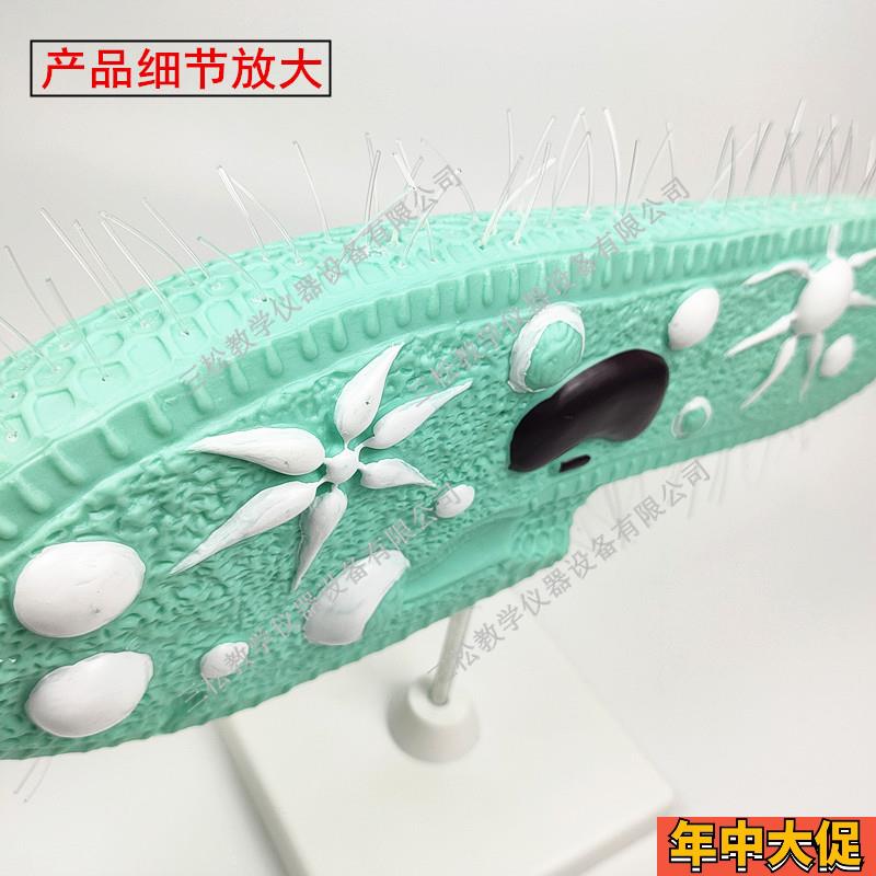 33103草履虫模型 带支架纤毛 中学生物实验器材 教学PVC模型