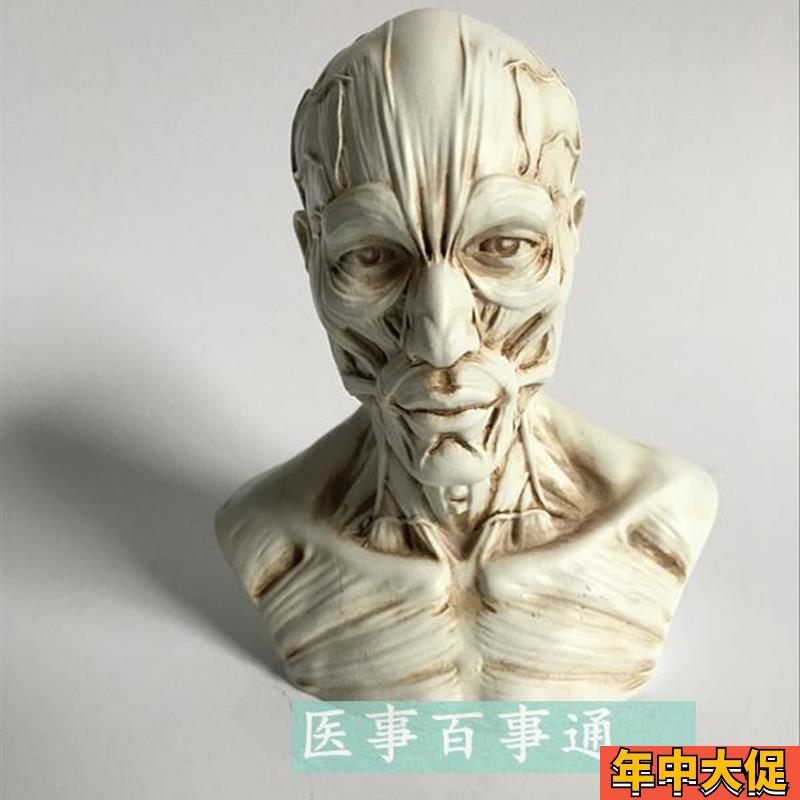 艺用人体肌肉骨骼头雕骷髅头绘画参考头骨解剖胸像模型美术半身像