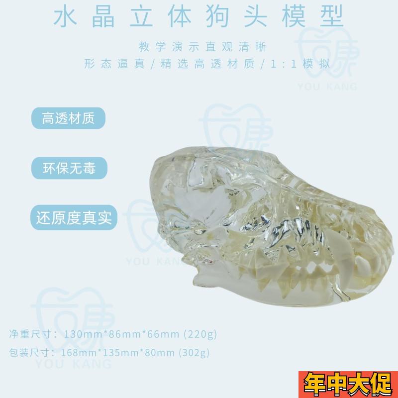 宠物牙齿模型透明狗牙猫牙口腔犬牙教学演示动物倒模具猫兽医包邮
