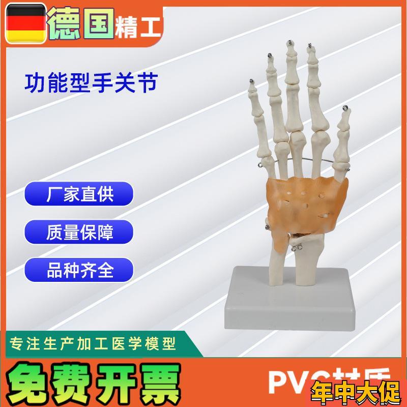功能型手关节模型 人体骨头模型教学模型