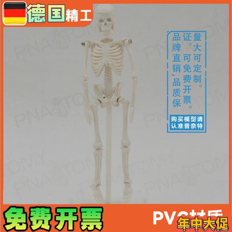 22cm小型白色全身人体骨骼模型骷髅骨架玩具万圣节可拆卸启蒙美术