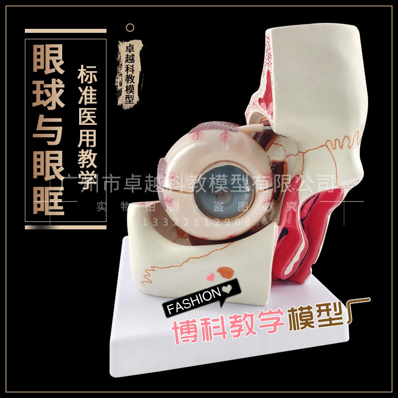 眼球与眼眶解剖结构n放大模型 视神经模型 感觉器模型眼科配镜验