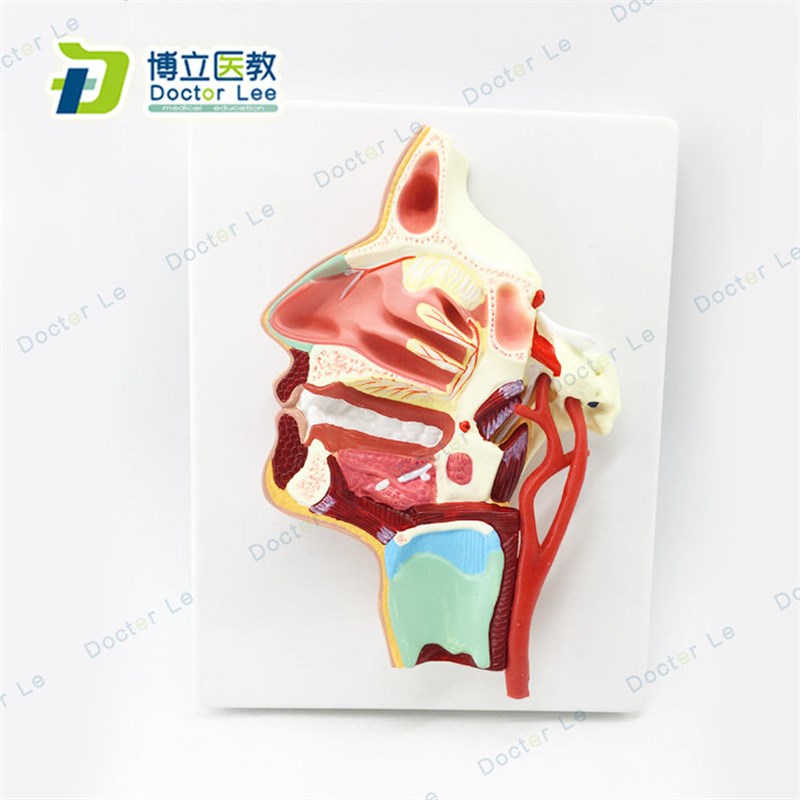 医用 口鼻咽喉m内侧面血管神经模型 头面部鼻腔模型