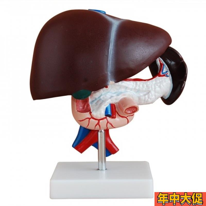 肝胰十二指肠模型